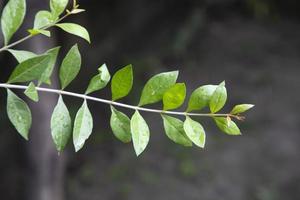 Kräutergrüner Henna-Zweig oder Blätter Mehendi Pata mit verschwommenem Hintergrund foto