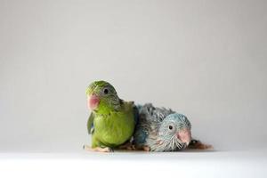 forpus baby bird neugeborene grün und blau gescheckte farbe geschwister haustiere stehen auf weißem hintergrund, es ist der kleinste papagei der welt. foto