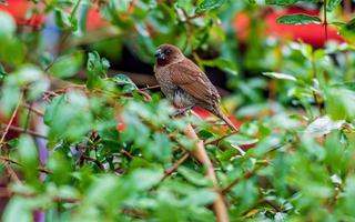 Schuppige Munia, gefleckte Munia, die auf einem Baum thront foto