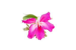 Orchideenbaumblume lokalisiert auf dem weißen Hintergrund foto