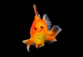 Goldfisch auf schwarzem Hintergrund isoliert. foto