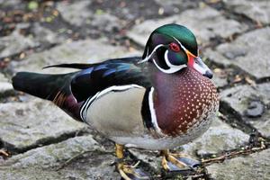 ein Blick auf eine Carolina-Ente foto