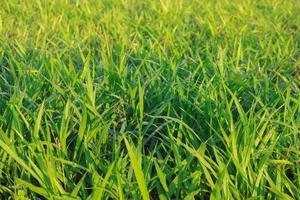 mombasa guinea paspalum maximale cv. Mombasa Gras für Tiere Büffelgras foto