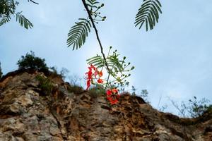 rote Blumen am Baum. szenischer Hintergrund der Felsengebirgsszene und des Hintergrundes des blauen Himmels. foto