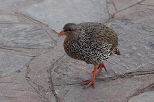 Spurfowl-Henne foto