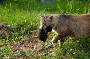 Eine Straßenkatze trägt ein neugeborenes Kätzchen in den Zähnen foto