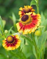 Helenenblume, Helenium foto