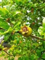 Blühender Granatapfelbaum. Makrofoto einer Blume und eines Blattwerks. schöne natur hautnah. foto