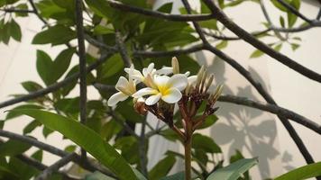 Frangipani-Blumen-Hintergrundfotografie foto