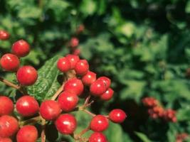 Roter Gilaburu, Haufen roter Gilaburu vor einem verschwommenen grünen Gartenhintergrund, selektiver Fokus. foto