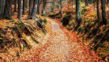 bunte Herbstblätter von Bäumen im Laubwald foto