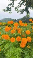 ringelblumenblumen und nahaufnahme von orange ringelblumenblumen und -laub, die in thailad natürlich sind foto