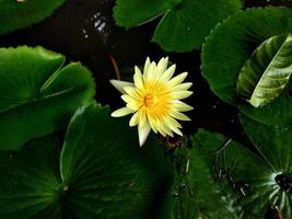 Es ist ein wunderschönes Lotusbild. foto