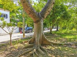 riesiger schöner kapokbaum ceiba baum mit spitzen in mexiko. foto