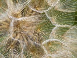 Löwenzahnblüte isoliert auf grün foto