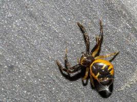 Napoleon-Spinne Nahaufnahme Makro Synema Globosum foto