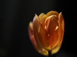 Tulpenblume isoliert auf schwarz foto
