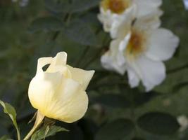 seltene Rosenblüte bei Kulturgartenart goldene Flügel foto
