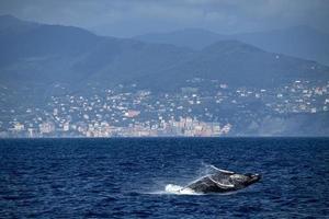 Buckelwalkalb beim Durchbrechen im Mittelmeer, extrem selten in Camogli bei Genua, Italien, August 2020 foto