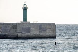 Orca Killerwal im Hafen von Genua im Mittelmeer foto