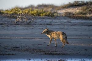 Kojote auf dem Sand foto
