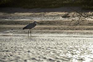 Blaureiher auf dem Sand in Kalifornien foto