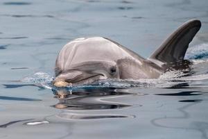 Delphin Nahaufnahme Porträt Detail beim Betrachten Sie foto