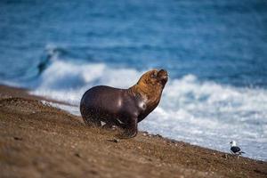 männlicher Seelöwe am Strand auf der Flucht foto