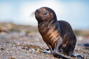 Baby neugeborener Seelöwe am Strand foto