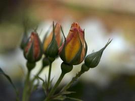 orange Rose Blume Nahaufnahme Makro foto