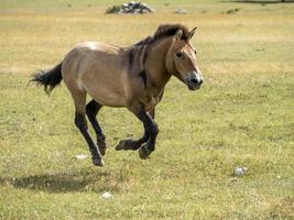 Przewalski-Pferdeporträt im Sommer, der zu Ihnen läuft foto