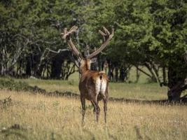 Europäisches Hirschporträt im Sommer foto