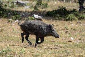 Wildschweinporträt im Wald im Sommer foto