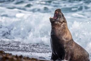 Brüllen männlicher Seelöwen am Strand foto