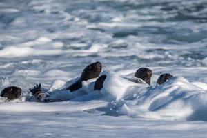 Baby neugeborener Seelöwe am Strand foto