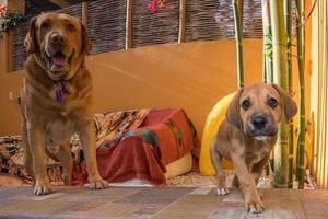 neugeborener brauner hund des welpen, der mit vater spielt foto