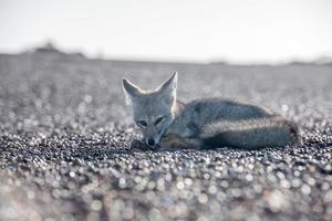 Grauer Fuchs, der sich am Strand in Patagonien entspannt foto