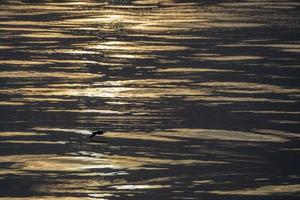 Corys großer Sturmtaucher, der bei Sonnenuntergang auf den Wellen des Mittelmeers fliegt foto