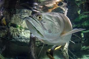 Unterwasserporträt des silbernen Arawana-Fisches foto