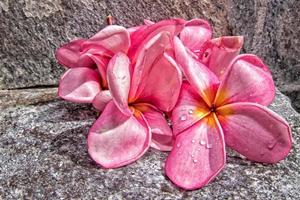 Frangipani Spa Blumen Blütenblätter Nahaufnahme Detail isoliert foto