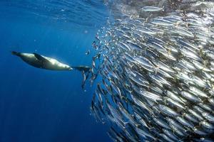 seelöwenjagd im sardinenköderball im pazifischen ozean foto