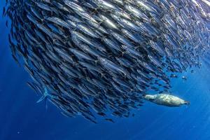 Gestreifte Marlin- und Seelöwenjagd im Sardinenköderball im Pazifischen Ozean foto