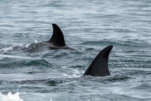 Orca greift am Strand eine Robbe an foto