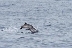 Delphin beim Springen in das tiefblaue Meer foto