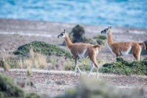 Guanaco-Porträt in Argentinien Patagonien aus nächster Nähe foto