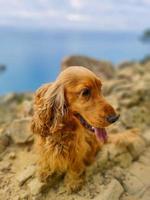 Hund Cocker Spaniel Porträt auf Cinque Terre Wanderung foto