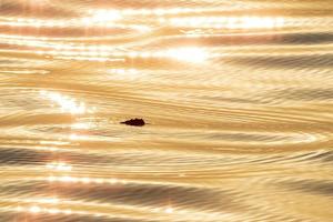 Baby neugeborene Caretta-Schildkröte in der Nähe der Meeresoberfläche zum Einatmen von goldenem Sonnenuntergangswasser foto