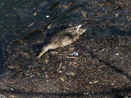 wildente, die im plastikmüll-meer schwimmt foto