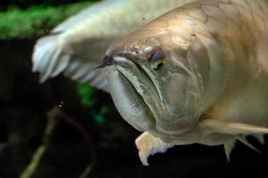 Unterwasserporträt des silbernen Arawana-Fisches foto