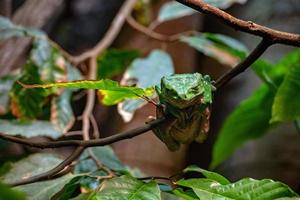 riesiger blattgrüner frosch foto